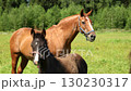 Beautiful horses graze on a pasture on a farm. 130230317