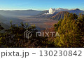Aerial view fly through a tree to reveal Bromo volcano crater, Java, Indonesia 130230842