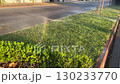 Early morning lawn irrigation with sprinklers, selective focus. Sunlight and mist create a peaceful urban landscape 130233770