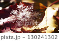 Snowflakes falling on dead leaves 130241302