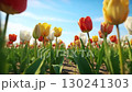 Colorful tulip field 130241303