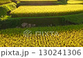 Aerial view of rice terraces in autumn 130241306