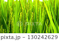 Rice. A large area of rice seedlings growing in the fields of Korea. 130242629