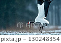 Cranberries 130248354