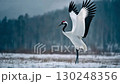 Cranberries 130248356