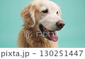 Golden retriever posing on turquoise background 130251447