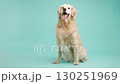 Golden retriever posing on turquoise background 130251969
