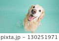 Golden retriever looking up on turquoise background 130251971