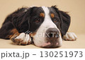 Bernese mountain dog resting on beige background 130251973