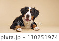 Bernese mountain dog posing on beige background 130251974