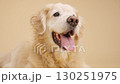 Golden retriever panting on beige background 130251975