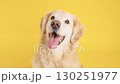 Golden retriever panting on yellow background 130251977