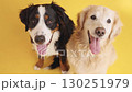 Bernese mountain dog and golden retriever posing on yellow background 130251979