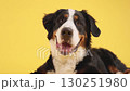 Bernese mountain dog smiling on yellow background 130251980