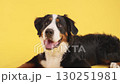 Bernese mountain dog lying on yellow background 130251981
