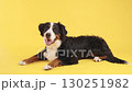 Bernese mountain dog posing on yellow background 130251982