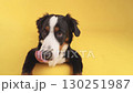 Bernese mountain dog posing on yellow background 130251987