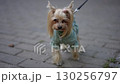 An adorable Yorkshire Terrier dressed in a cozy green sweater thats just so cute 130256797