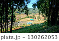 Handheld walking POV showing the terraced rice paddy framed by bamboo silhouettes in Ban Pa Pong Piang village in Chiang mai, Thailand 130262053
