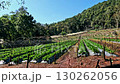 Panning right to rows of vegetables in a village farm, candid daily life of rural living  130262056