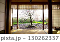 Cherry blossoms seen from a Japanese-style room in the morning 130262337