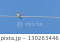 電線にとまる一羽のスズメと快晴の青空 130263446