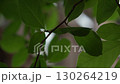 A CloseUp View of Lush Green Leaves Bathed in Beautiful Natural Light and Sunshine 130264219