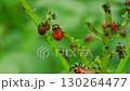 Colorado Potato Beetles Feeding on Potato Plant Leaves in a Garden Setting During Summer 130264477