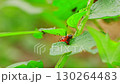 Bright orange Colorado potato beetle larva is actively feeding on the green leaves of a potato plant in a vibrant garden during a sunny day Surrounding foliage shows signs of damage 130264483