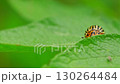 Colorado Potato Beetle Feeding on a Green Leaf in a Garden Setting During Summer Sunlight 130264484