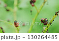 Discovering the Colorado Potato Beetle Larvae Feeding on Leaves in a Garden Setting 130264485