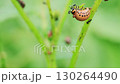 Bright orange Colorado potato beetle larva is actively feeding on the green leaves of a potato plant in a vibrant garden during a sunny day Surrounding foliage shows signs of damage 130264490