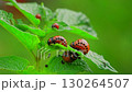Colorado potato beetles are seen actively feeding on the green leaves of a potato plant in a garden The vibrant red and black markings contrast with the lush foliage surrounding them 130264507