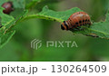 Colorado potato beetle larva is actively feeding on a vibrant green potato leaf in a garden The larvae display vivid colors that stand out against the foliage showcasing their growth stage 130264509