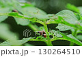 Colorado Potato Beetle Larvae Feeding on Potato Plant in Garden During Summer Season 130264510
