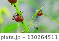 Discovering the Colorado Potato Beetle Larvae Feeding on Leaves in a Garden Setting 130264511