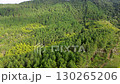 Aerial view of pine forest, Rows of pine trees in natural landscape, Pine forest with dense green vegetation 130265206