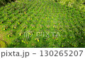 Aerial view of lulo plantation, Rows of lulo plants in tropical farm, Lulo fields with green vegetation 130265207