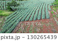 Aerial view of pineapple plantation from drone, Drone footage of pineapple farm from above, Pineapple cultivation seen from aerial drone shot 130265439