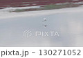 珊瑚草群落和白鷺 130271052