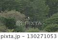 珊瑚草群落和白鷺 130271053