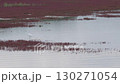 珊瑚草群落和白鷺 130271054