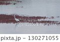 珊瑚草群落和白鷺 130271055