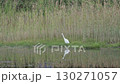 珊瑚草群落和白鷺 130271057
