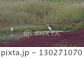 珊瑚草群落和白鷺 130271070