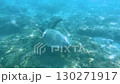 Sea turtles swimming in the marine blue waters of Miyakojima, Okinawa [Underwater photography] 130271917