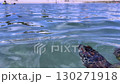 A sea turtle swims leisurely on a beach in Miyakojima, Okinawa, before emerging from the water (C) [Underwater photography] 130271918