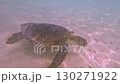 A sea turtle eating seaweed in the blue waters of Miyakojima, Okinawa [Underwater photography] 130271922