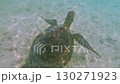 A sea turtle emerges from the surface of the blue waters of Miyakojima, Okinawa [Underwater photography] 130271923