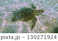 A sea turtle swimming slowly through the blue waters of Miyakojima, Okinawa, and a purple triggerfish passing in front of it [underwater photography] 130271924